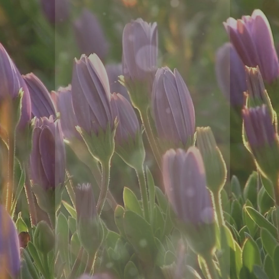 Muat video: 